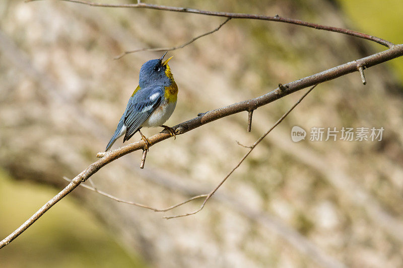 北部 Parula 莺 (Parula pitiayumi) 唱歌